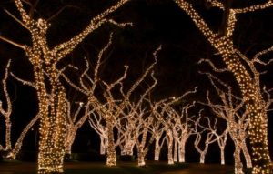 christmas-light-displays-trees